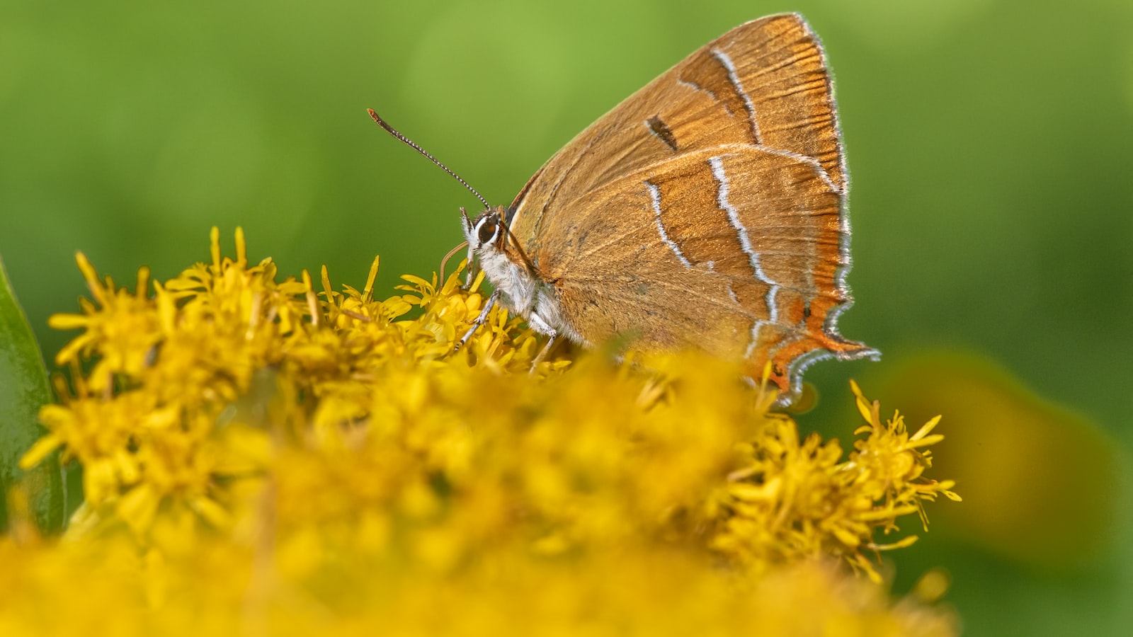 3. Improving Grapevine Pollination: Attracting Beneficial Insects to the Vineyard