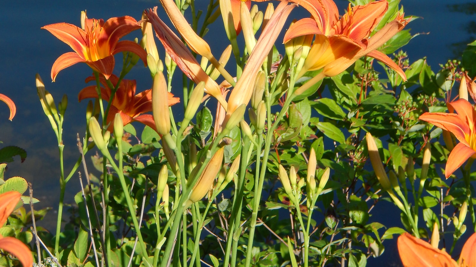 Daylilies as Cut Flowers: Adding Elegance and Vibrancy to Any Bouquet