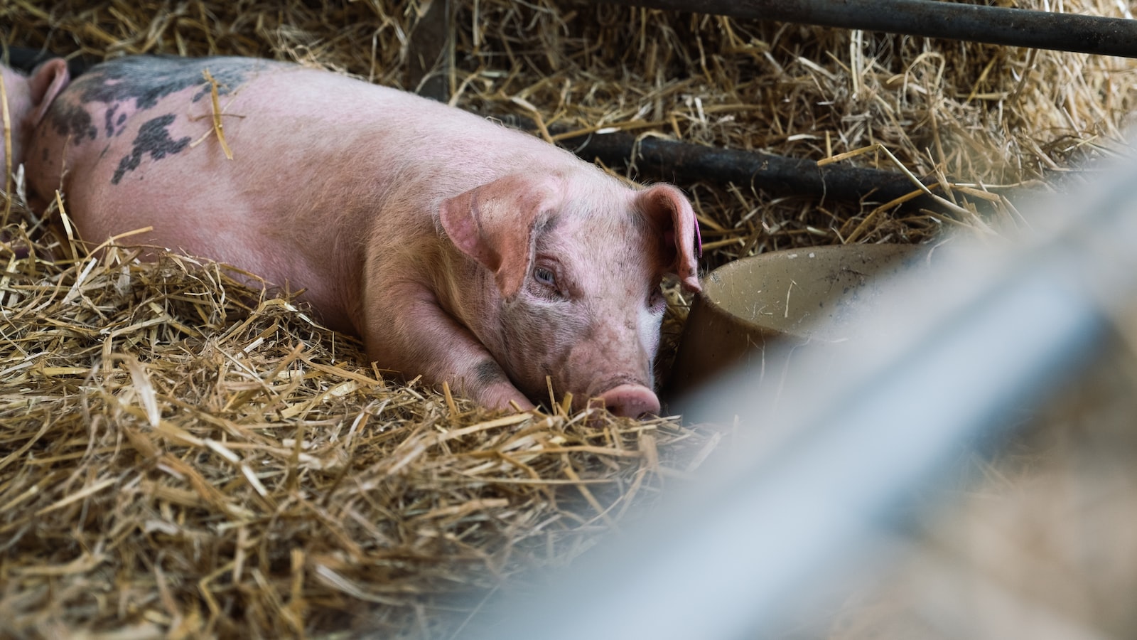 Guidelines for Safely Implementing Guinea Pig Poop as Fertilizer in Your Garden