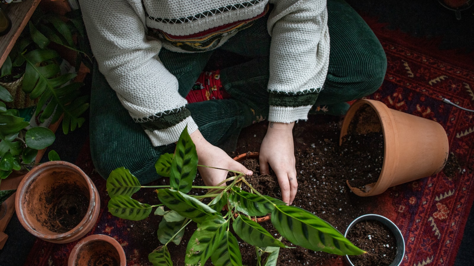 Transplanting Techniques for Successful Potato Growth