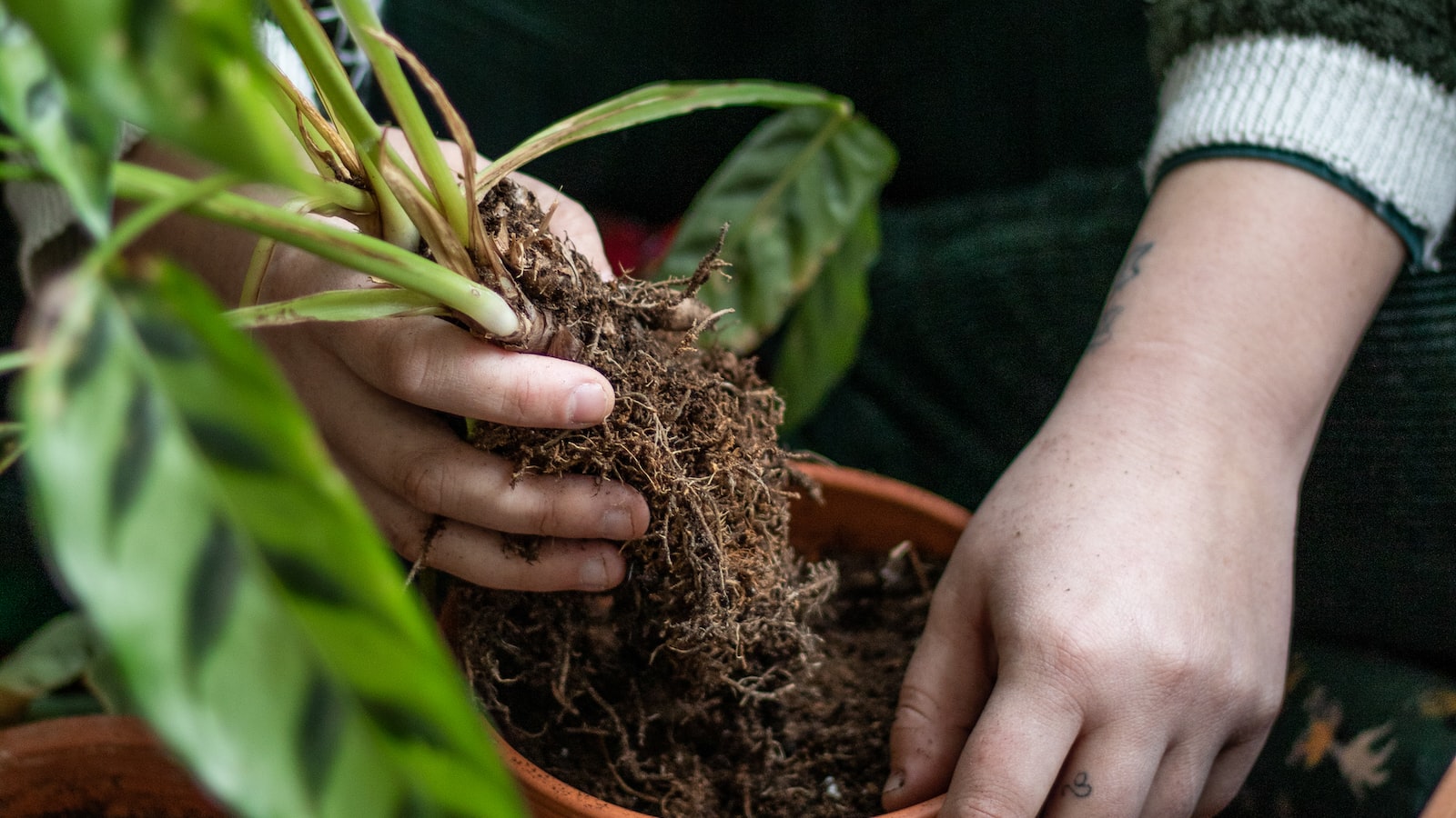 Essential Care Tips After Transplanting a Butterfly Bush for Optimal Establishment