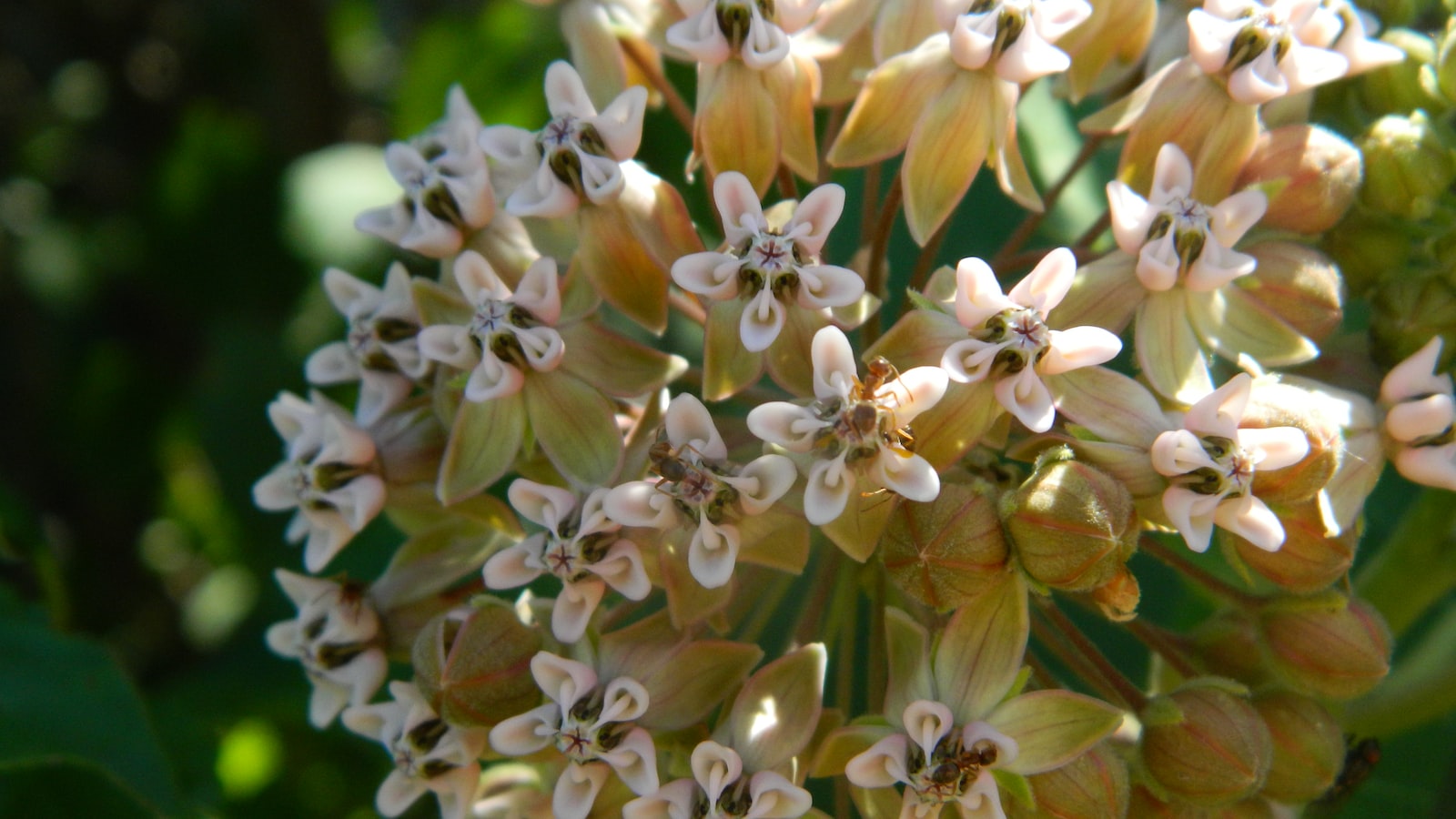 Overview of Milkweed and Its Toxicity to ⁢Horses: Discovering the Risks and Impacts on Equine Health