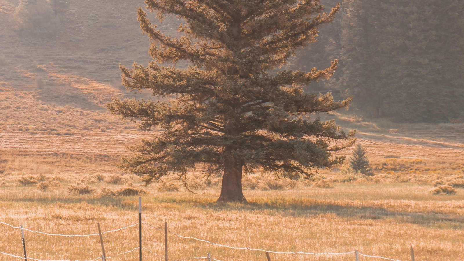 Understanding Utah's Climate and Soil Conditions for Effective Overseeding