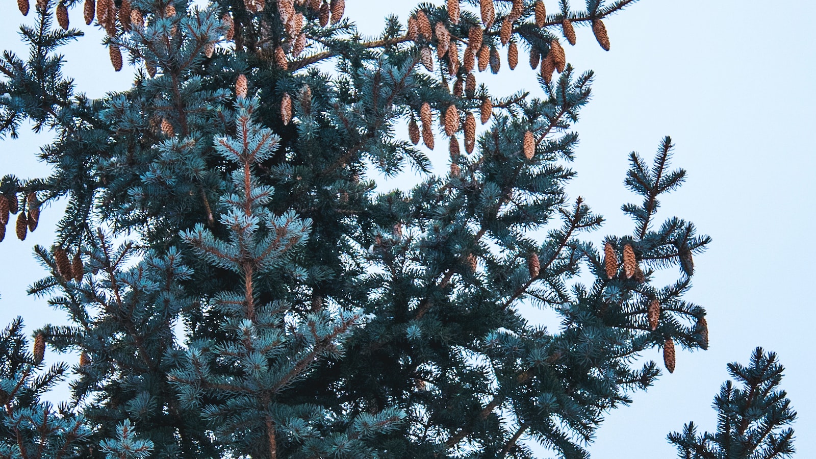 1. The Majesty and Vulnerability of Tall Pine Trees: Understanding the Potential Risks