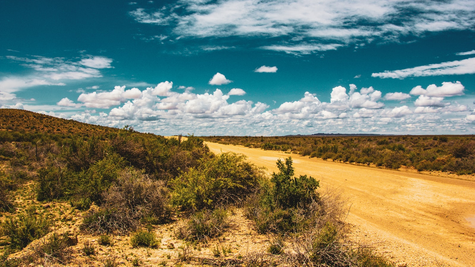 Drought-Resistant Varieties: Resilient Plants That Can Beat the Texas Heat