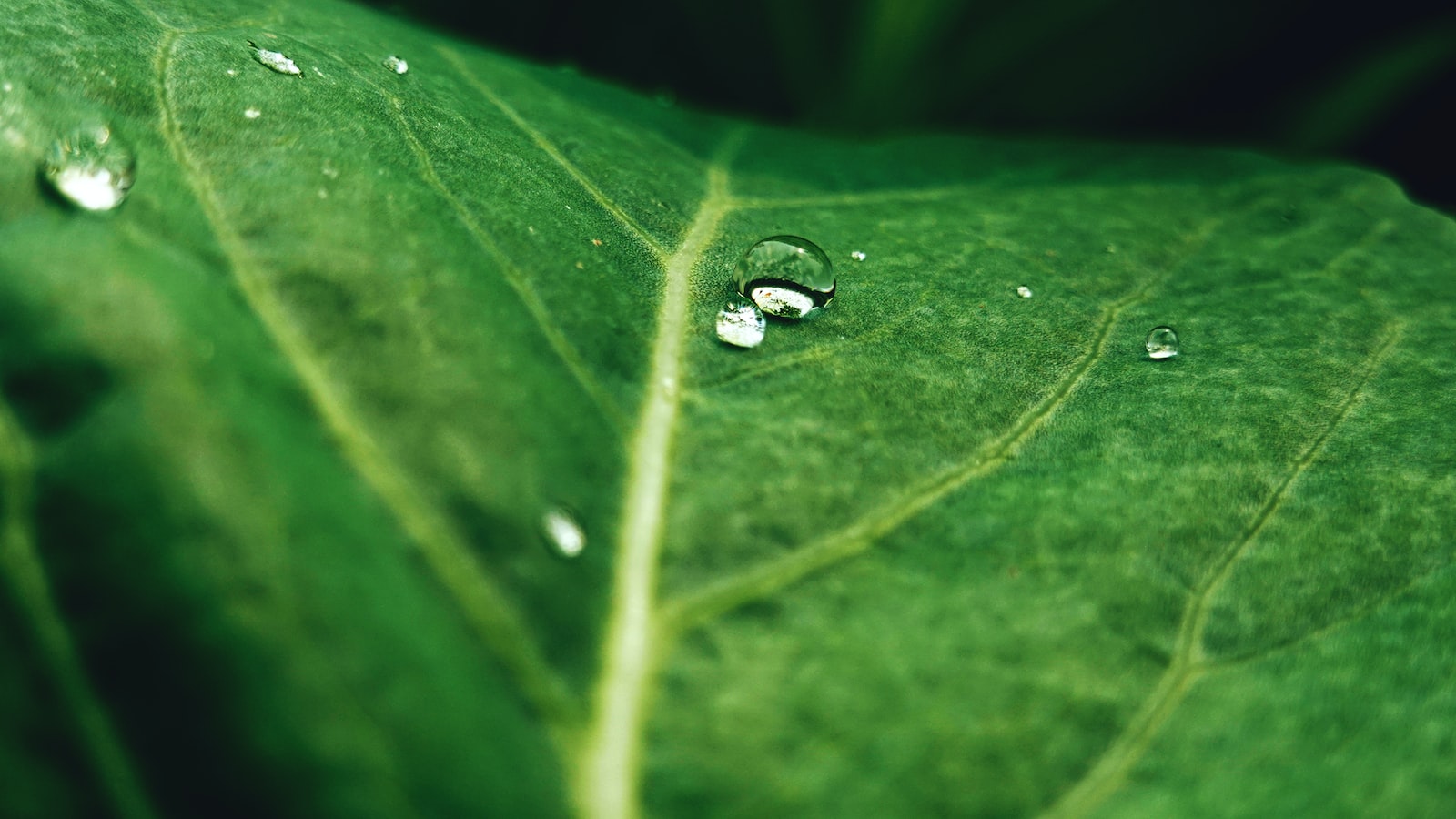 Leaf Drop in Maple Trees: Uncovering the Causes During June