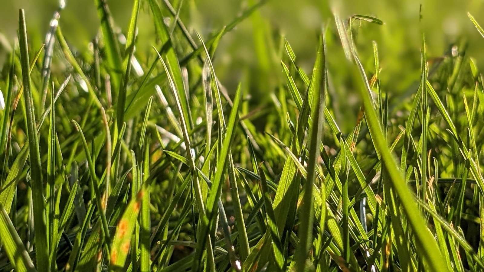 Potential Causes of Lawn Mower Shaking: Uneven Terrain or Debris Build-up