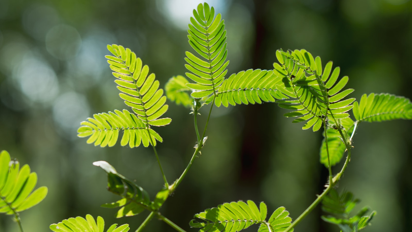 Fading Green: Understanding the Causes Behind Vanishing⁣ Shrubs