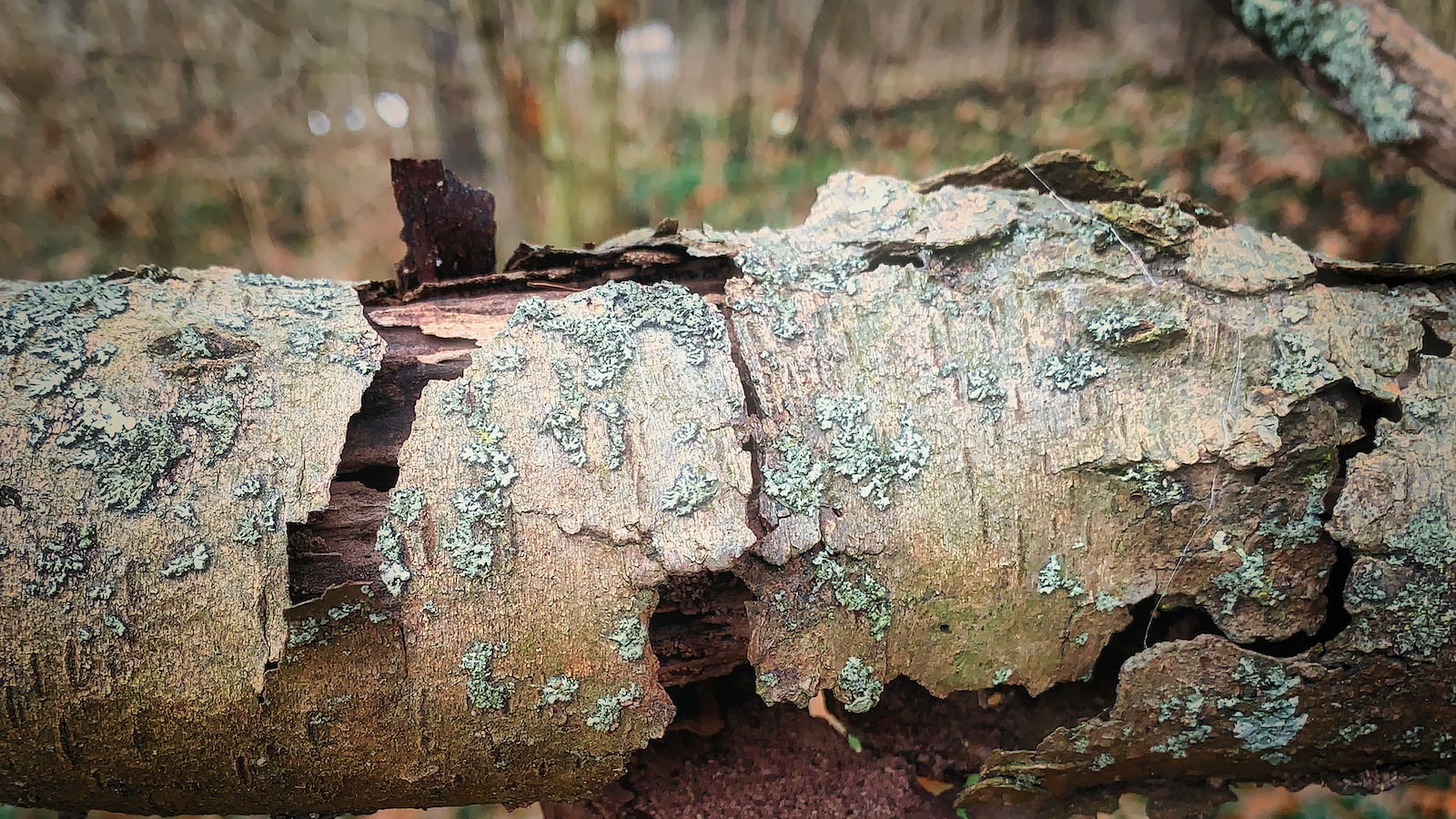 1. Unraveling the Secrets: Decoding the Age of a Bonsai Tree