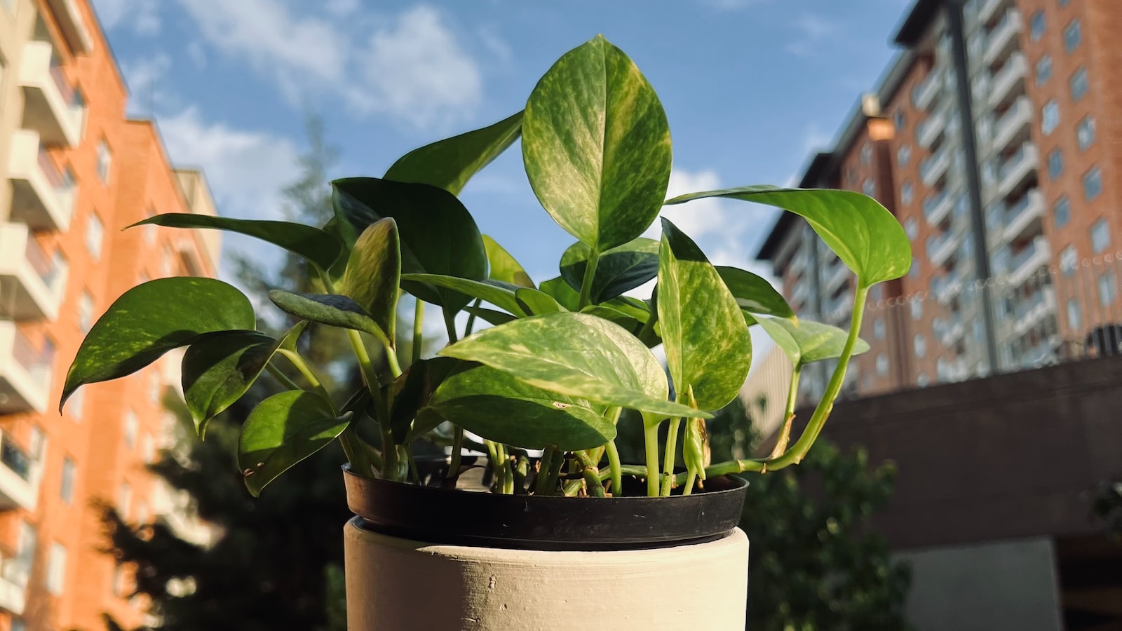 Ideal Companions: Exploring the Benefits of Growing Pothos and Philodendron​ Side by Side