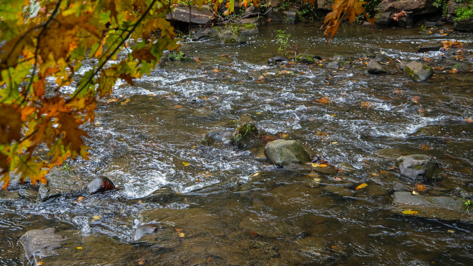 Seasonal ⁣Watering Guidelines to Ensure Redwood Tree Survival