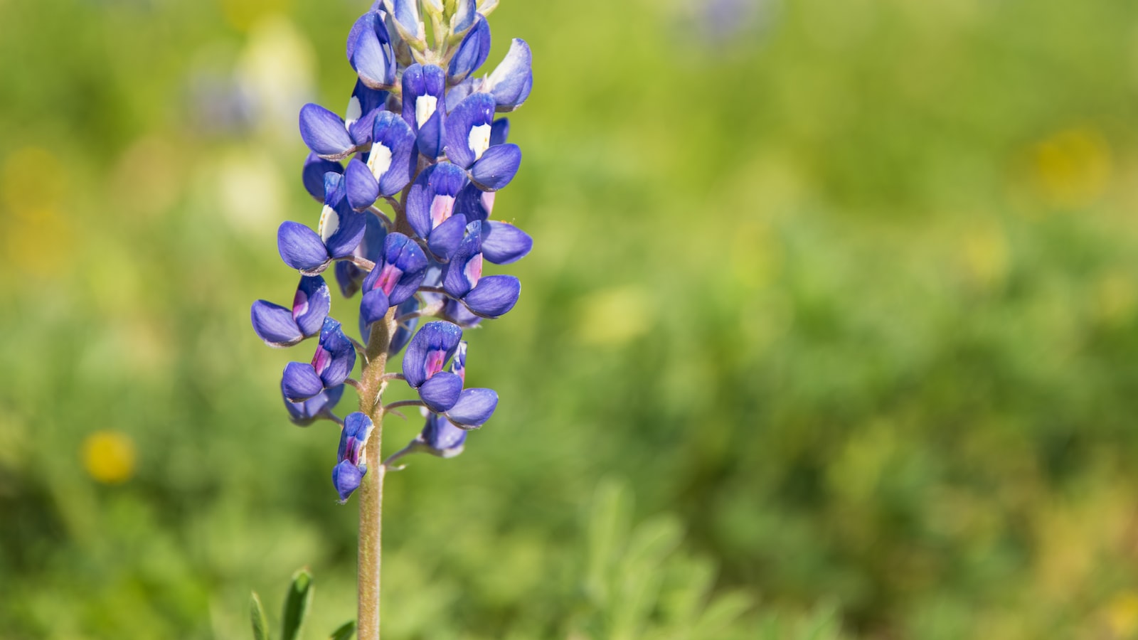 Preserving Bluebonnet Seeds: Tips for Long-Term Storage