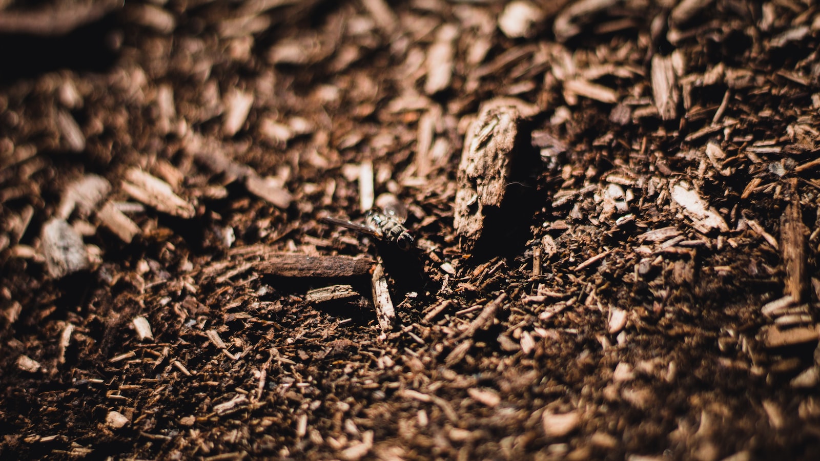 The Relationship Between Mulch and Flower Seeds: A Comprehensive Analysis