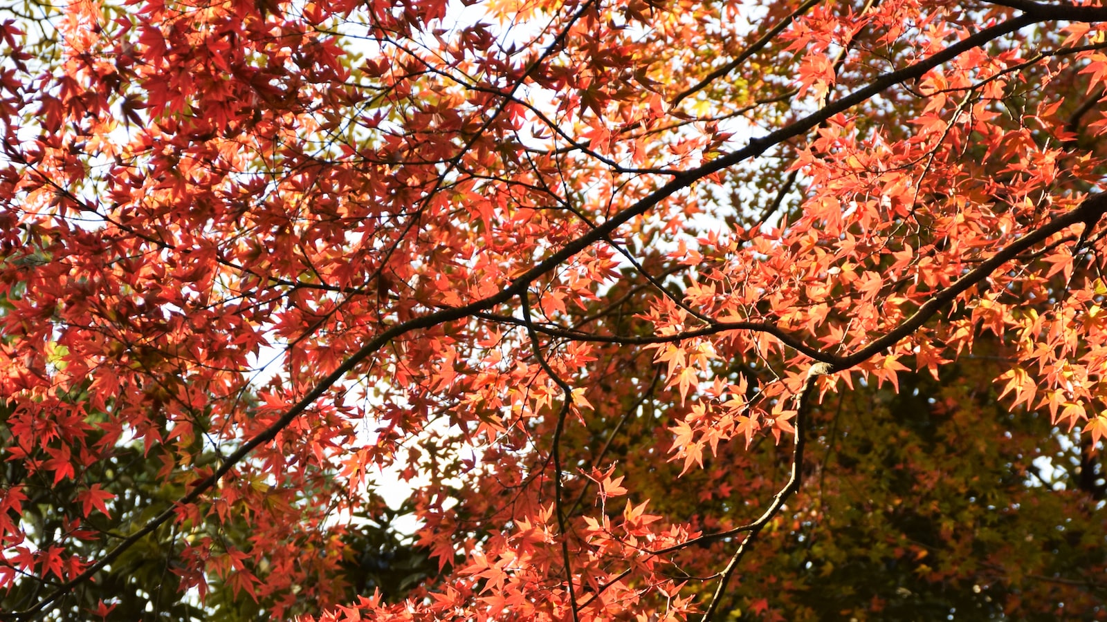 Reviving Your Japanese Maple Tree: Effective Strategies and Recommendations