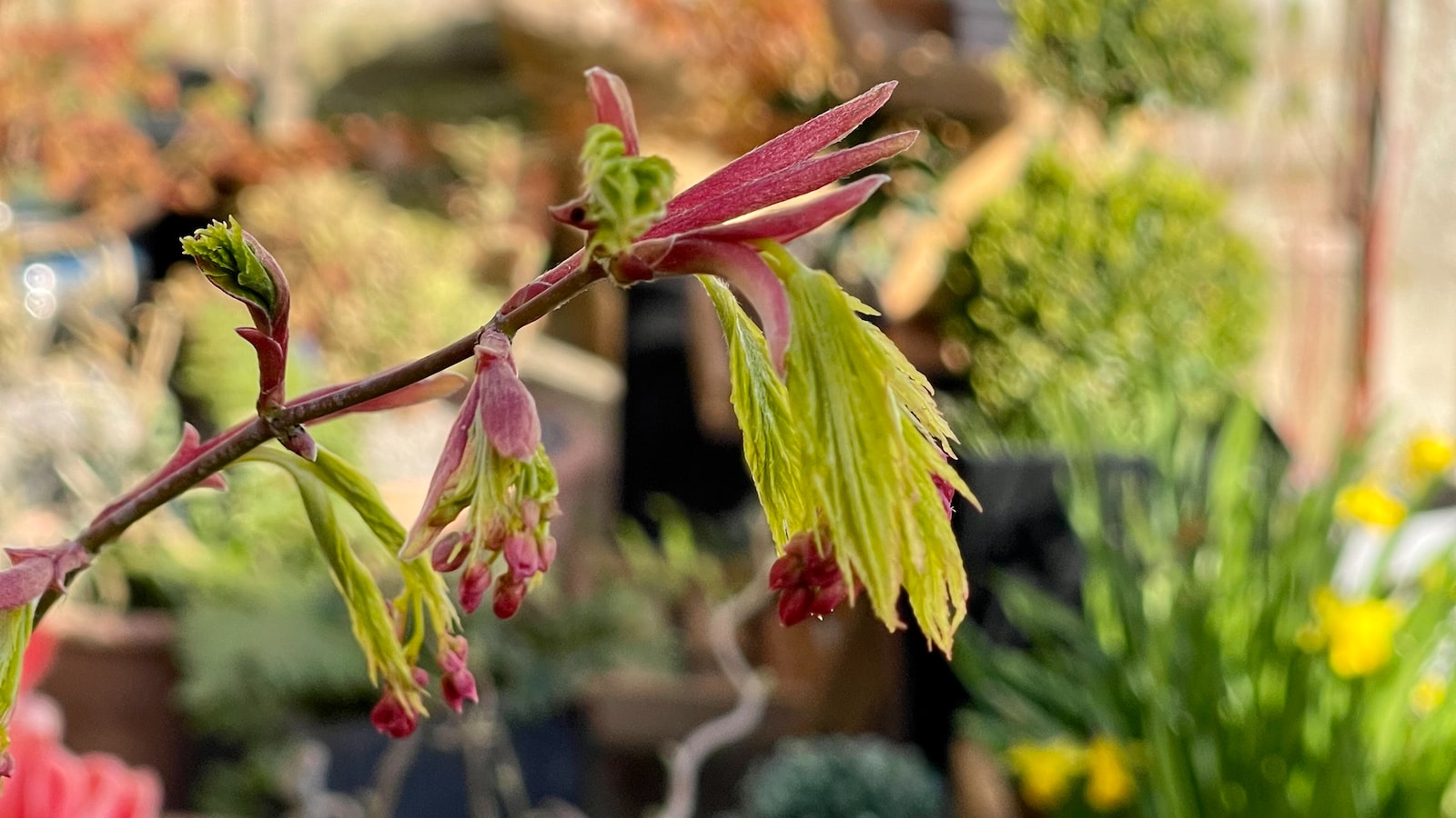 2. Impact on Japanese Maple Trees: Uncovering the Effects of Deer Feeding Habits