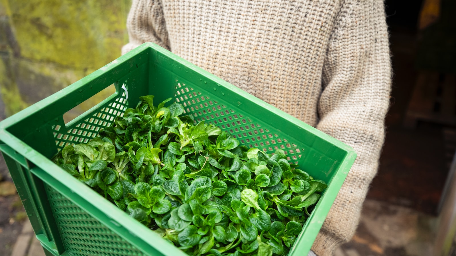 Optimal Methods for Drying Passion Flower Leaves: Savor the Full Flavor in Your Cup