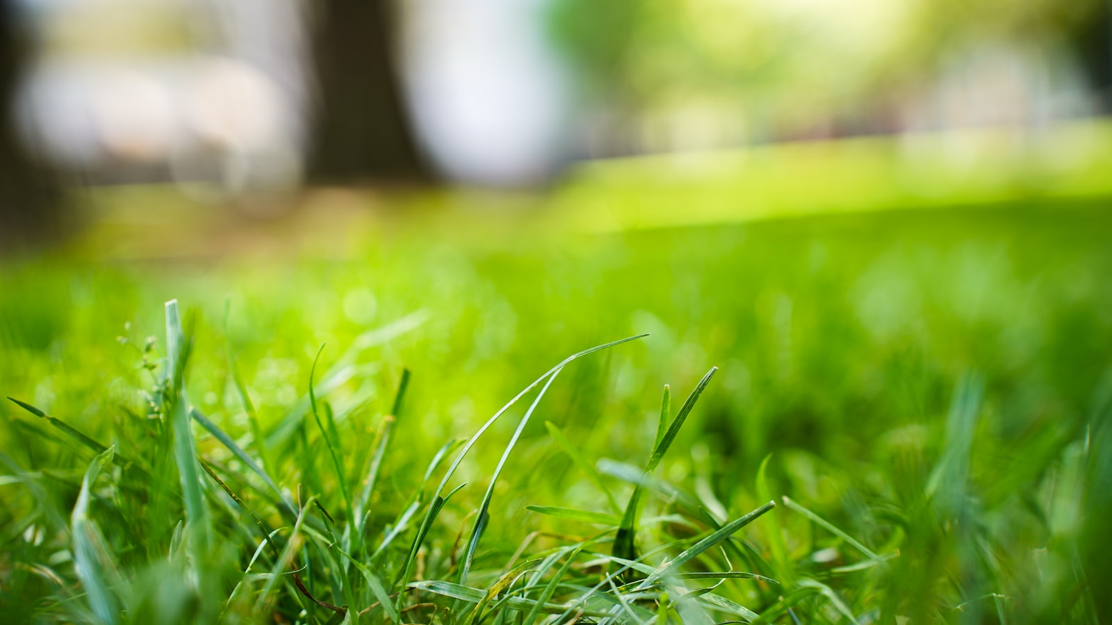 Optimal Lawn Fertilization Frequency for Maintaining Lush Green Yards in Florida