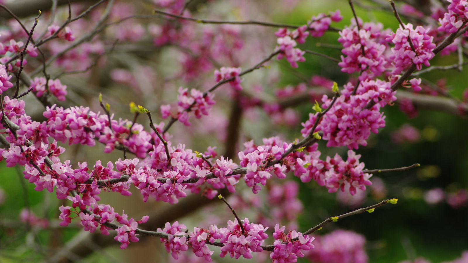 Harnessing the Redbud Tree's Structural Elegance for Landscape Design