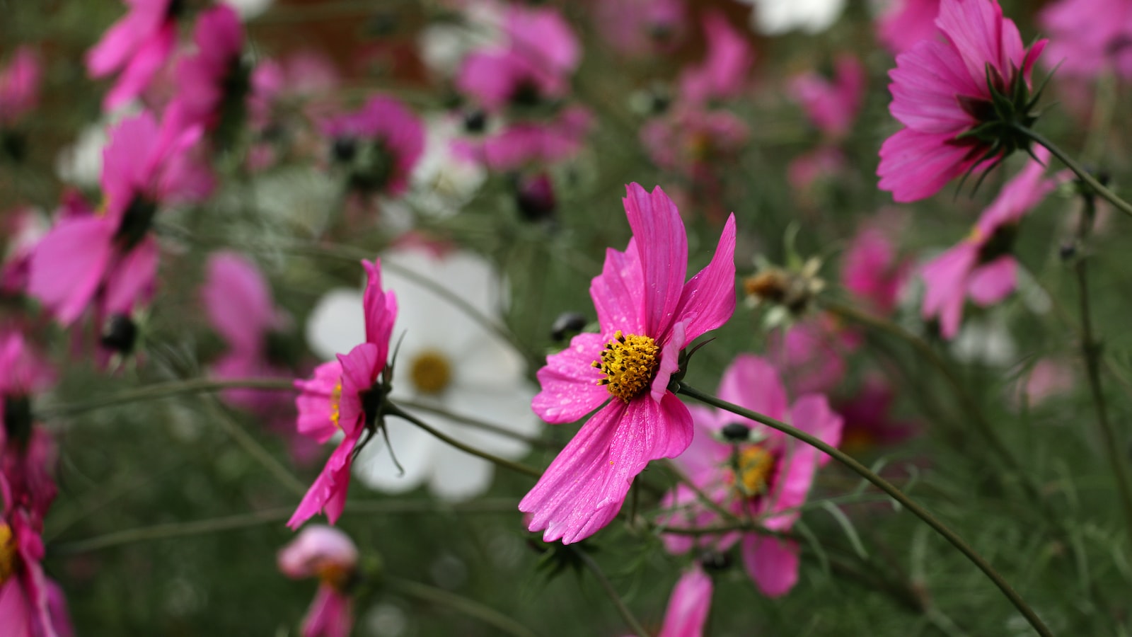 Spring Planting: The Ideal Time to Plant Radishes in Ohio