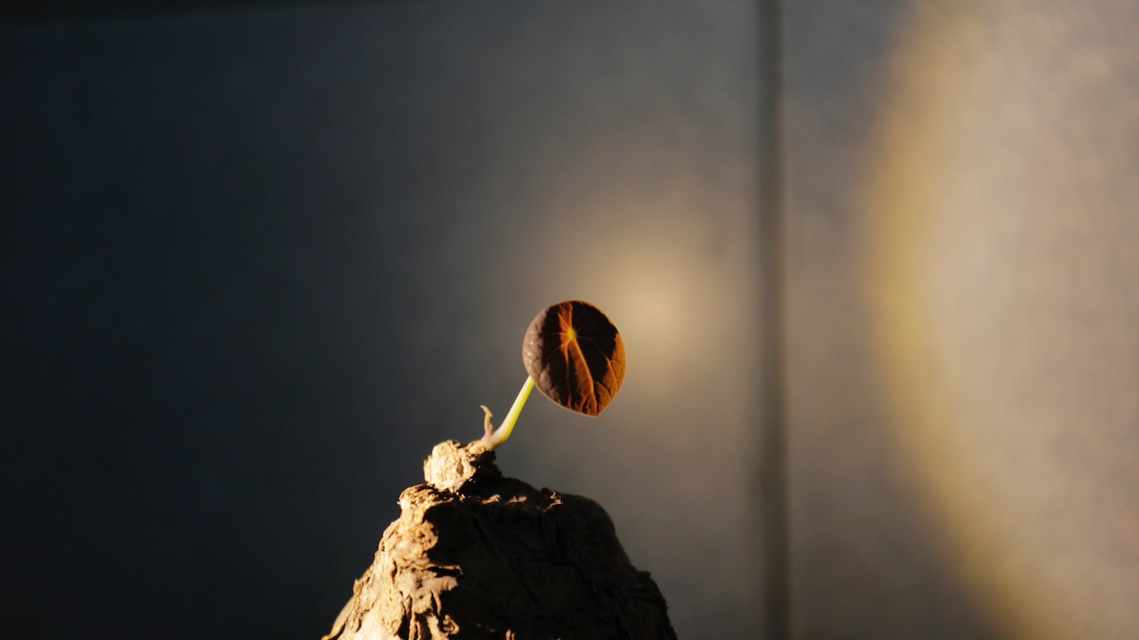 how-to-take-a-cutting-from-a-desert-rose