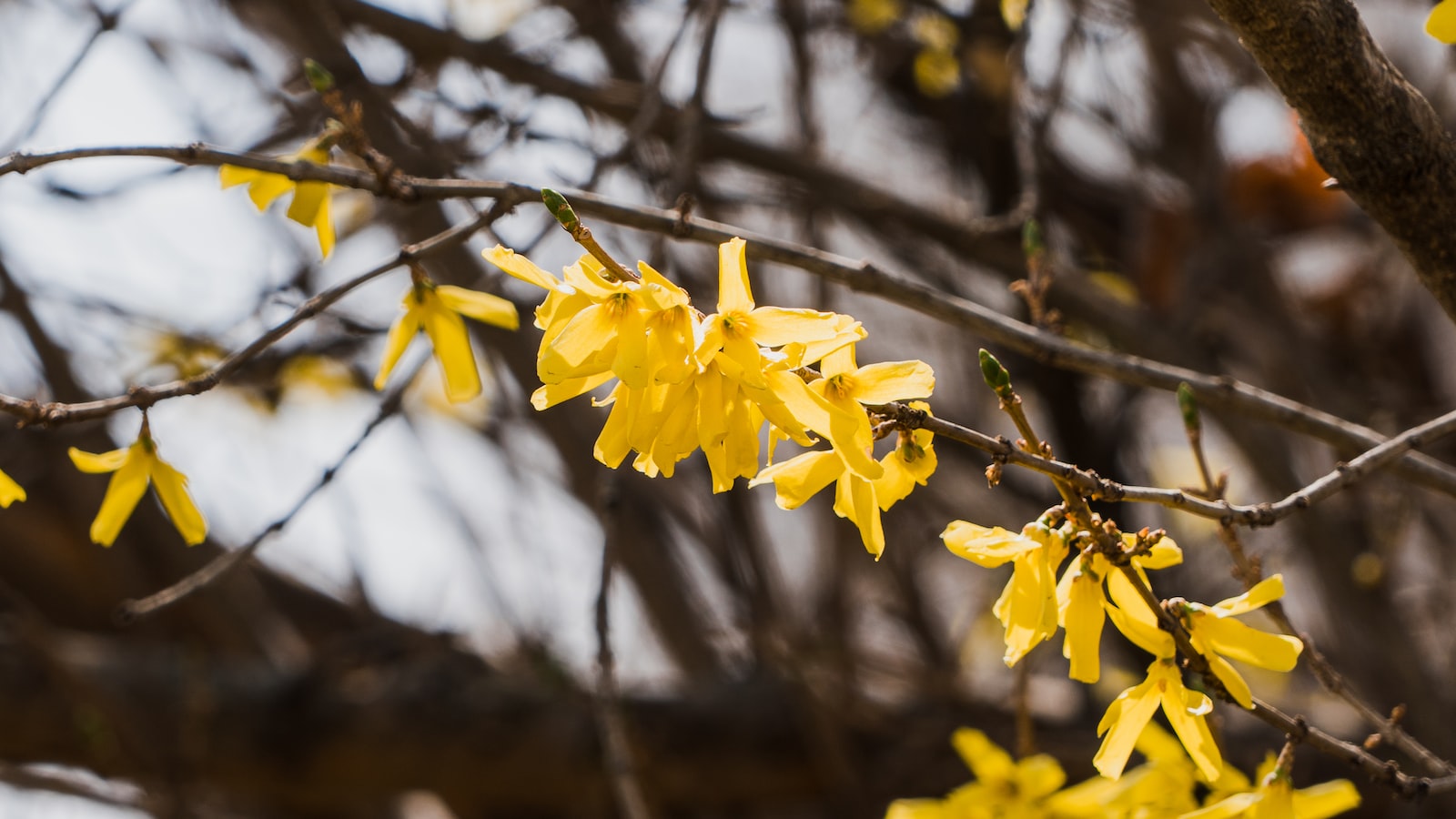 Preparing the Forsythia for Transplant: Step-by-Step Guide