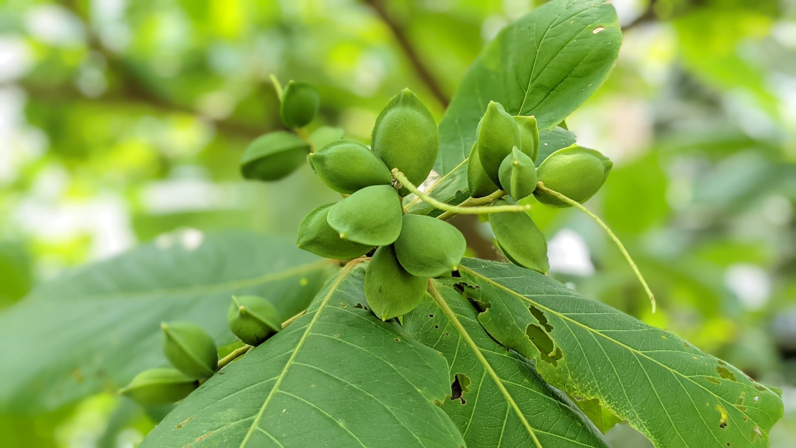 Revitalize Your Landscape with Easy-to-Grow Seeds: A Guide to Hassle-Free Gardening