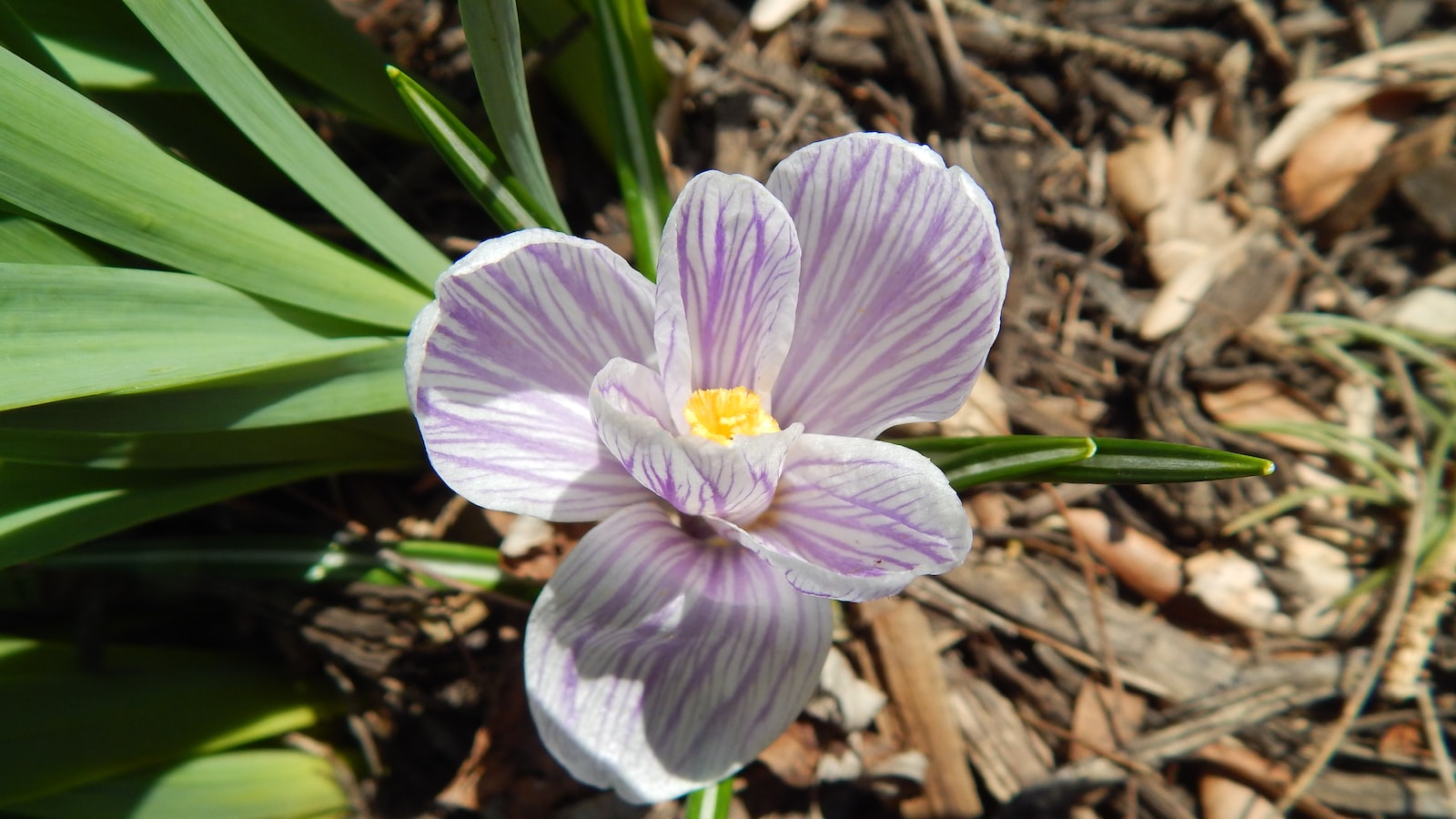 Benefits and Considerations of Using Mulch Over Grass