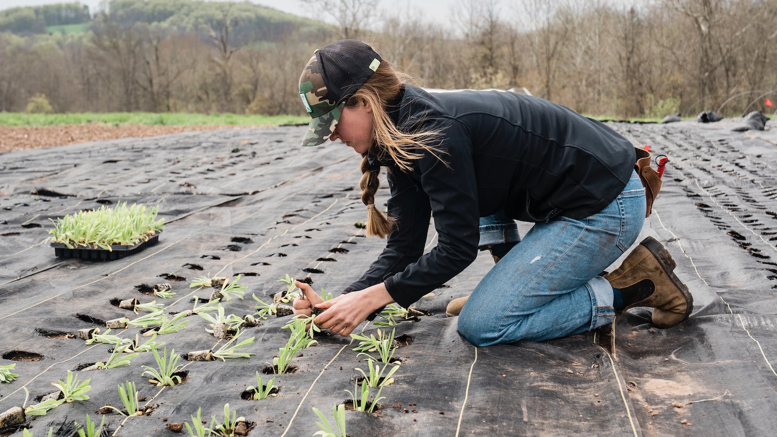 Planting Techniques for Successful Winter Pea Establishment: Timing, Depth, and Spacing