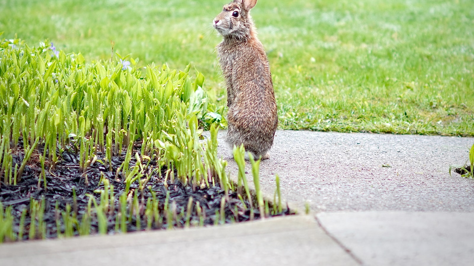 Curious Critters: The Eating Habits of Rabbits and the Balloon Flower Connection