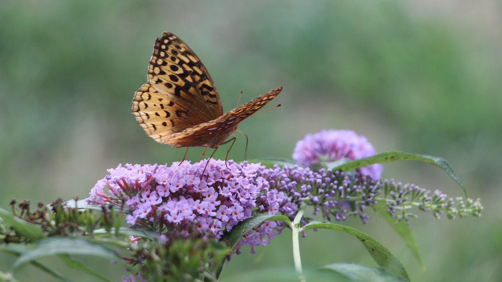 Tips for Maintaining the Health and Vigor of Transplanted​ Butterfly Bushes