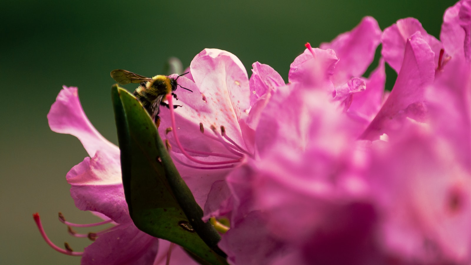 4. Attracting Pollinators: Blossoms that Encourage a Buzzing Garden Haven