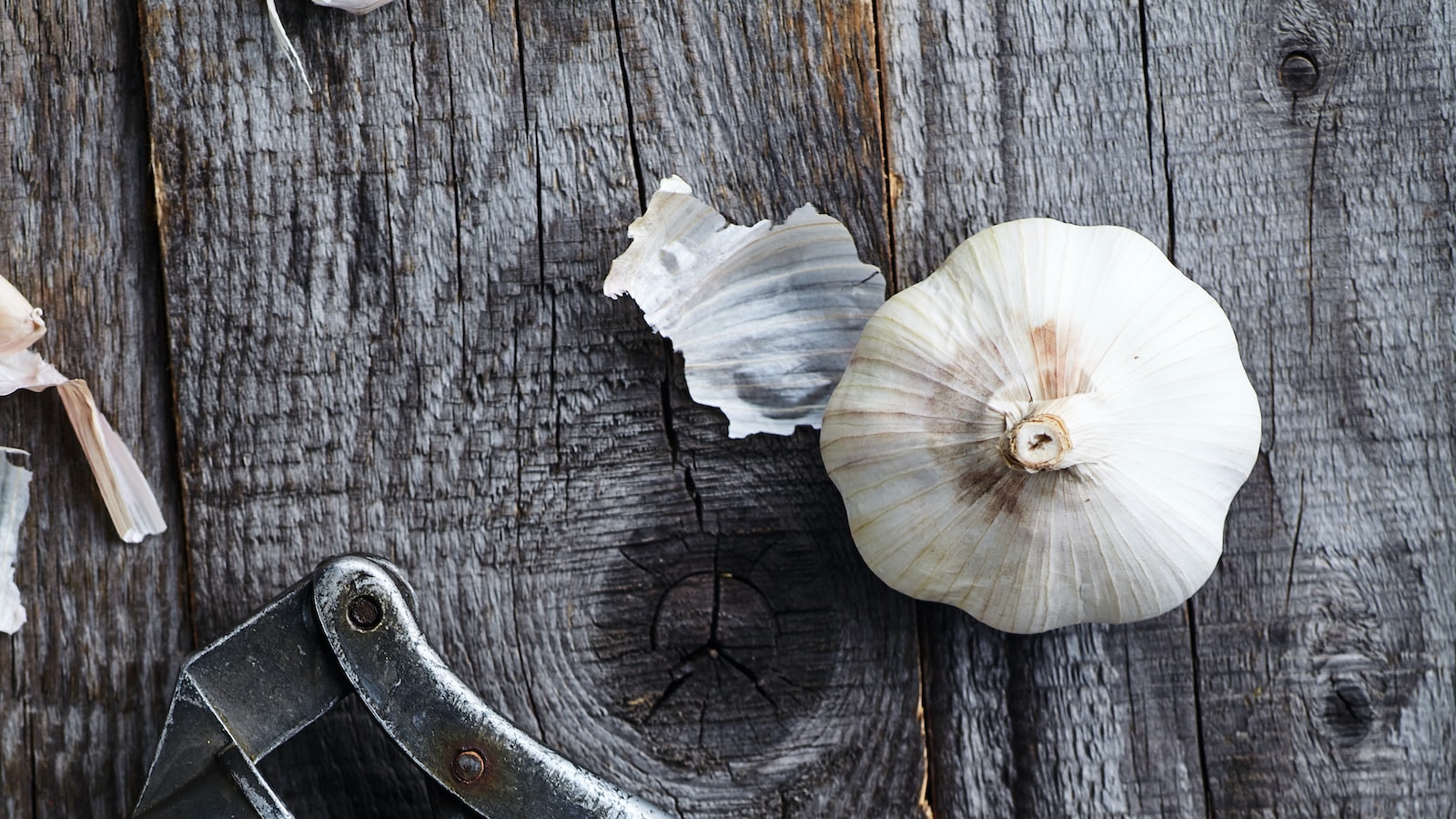 Planting Garlic in Colorado: A Guide for Successful Harvest