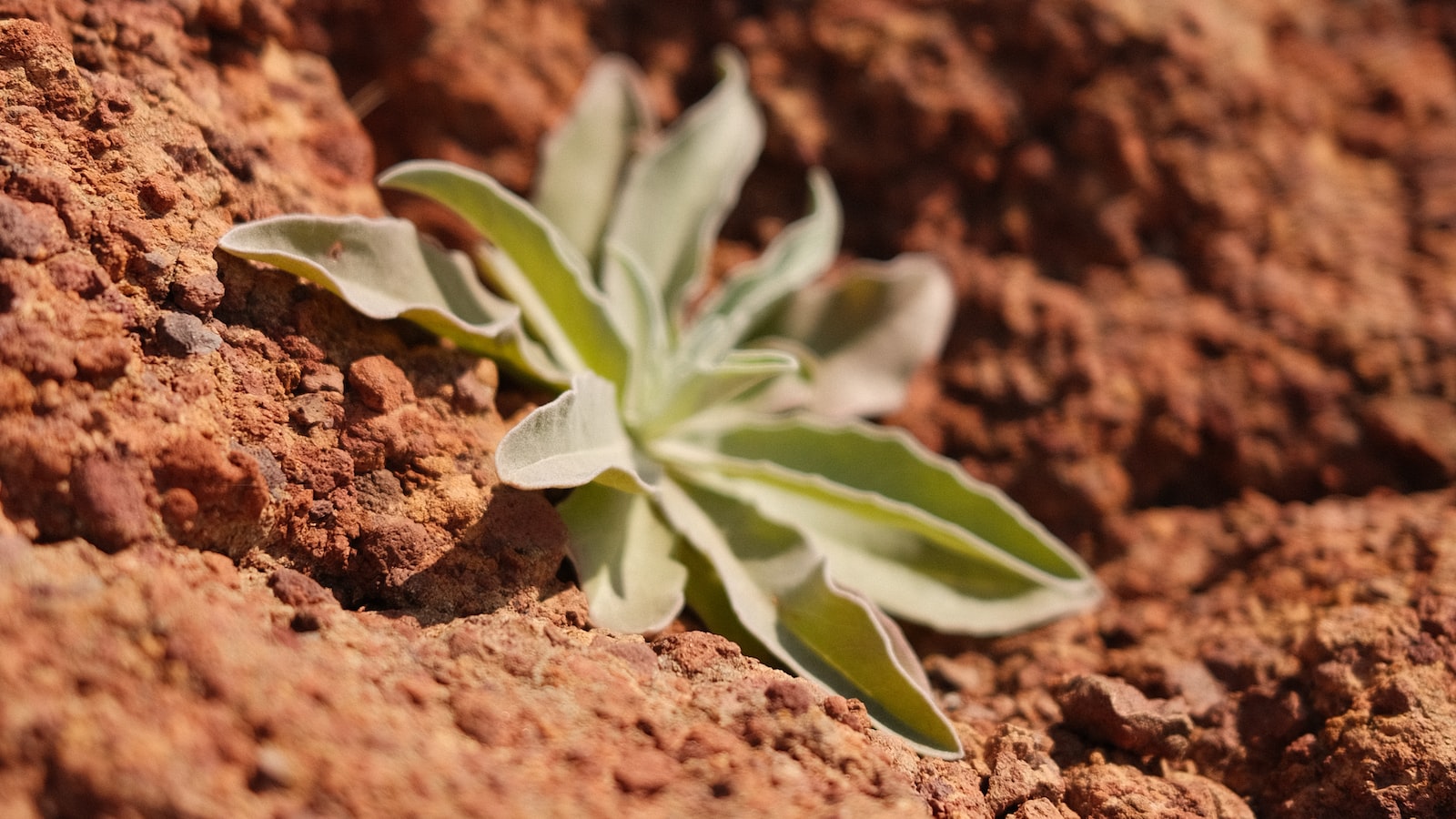 Factors to Consider: Soil Preparation and Sunflower Spacing