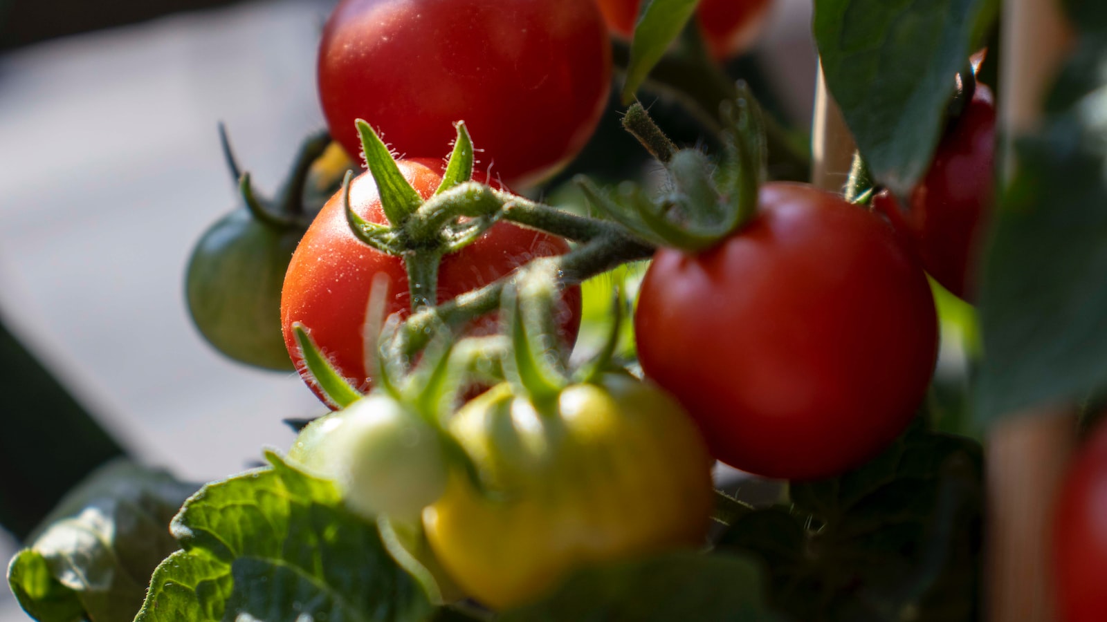 Unveiling the Importance of Tomato Plant Leaves in Sustaining Growth