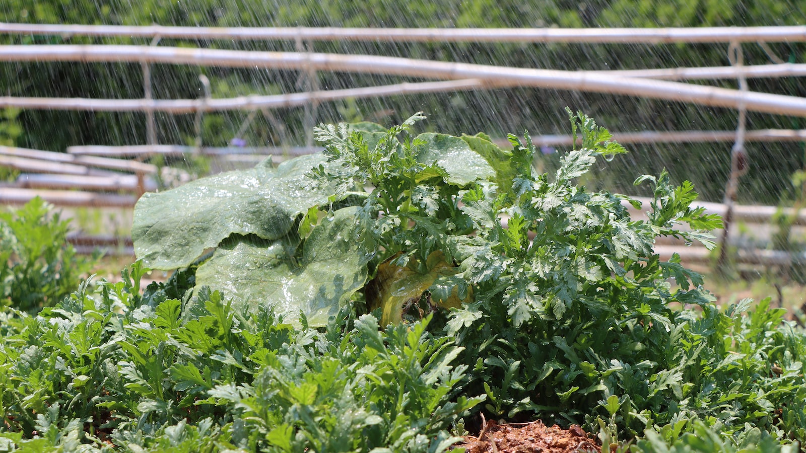 Key Considerations for Maximizing Zucchini Yield in Oregon