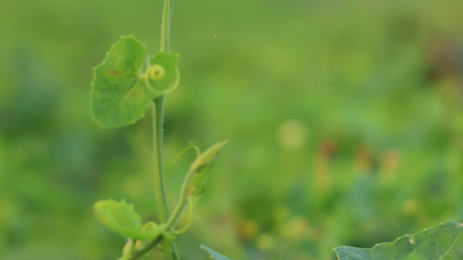 Best Time to Plant Potatoes in Zone 5b: An Expert Guide