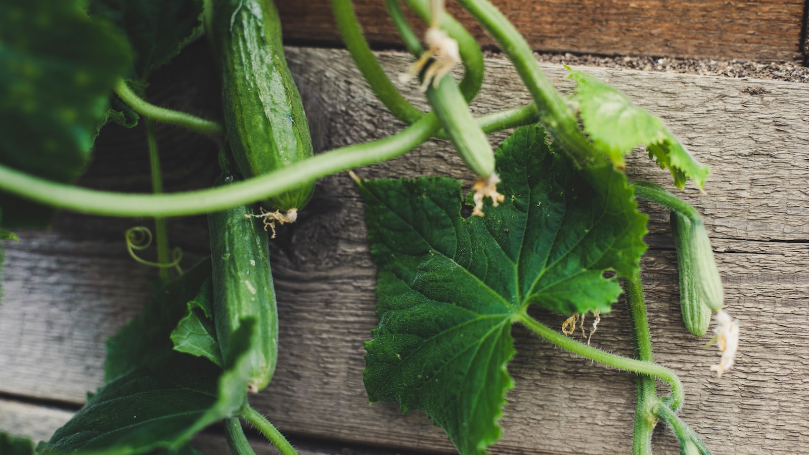 Factors Affecting Zucchini⁤ Transplant Success:⁤ Nurturing Healthy Seedlings