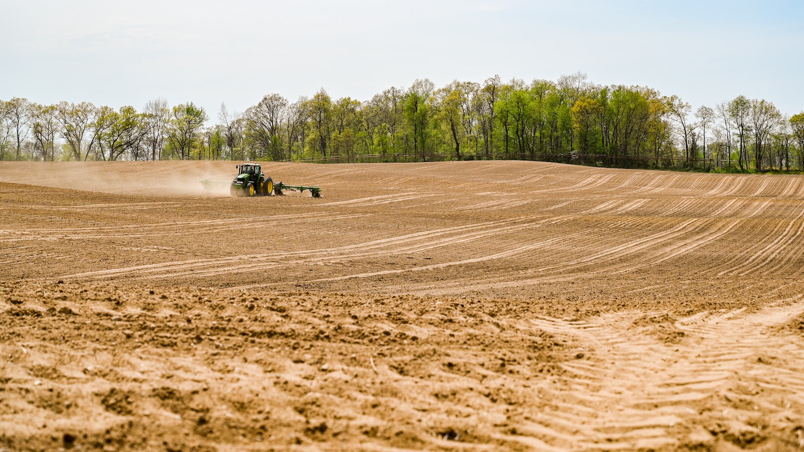 Preparing the Soil and Planting Quenepas Seeds: Essential Steps for Successful Cultivation