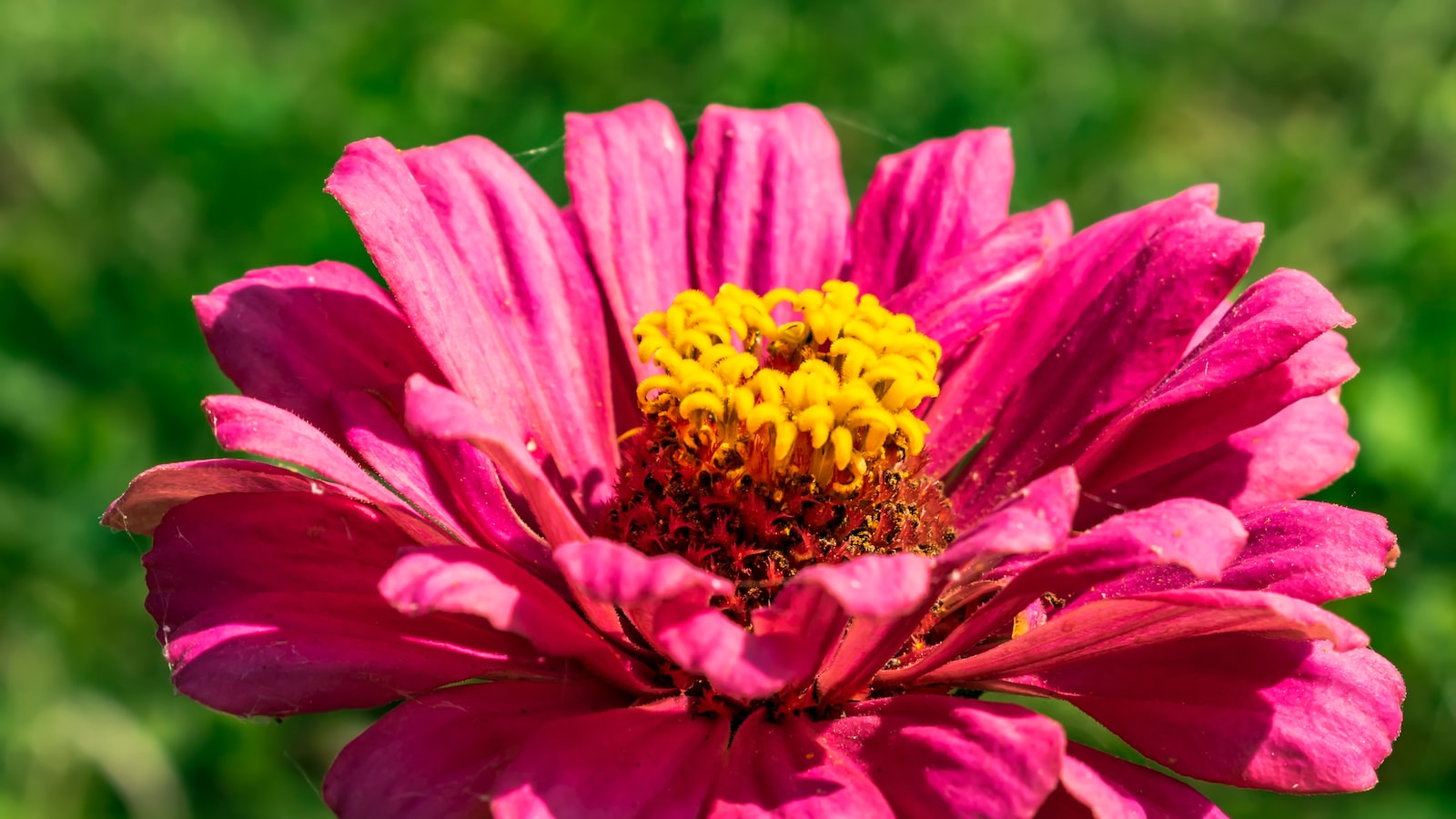 Recommended Sunflower Varieties for Kentucky Gardens