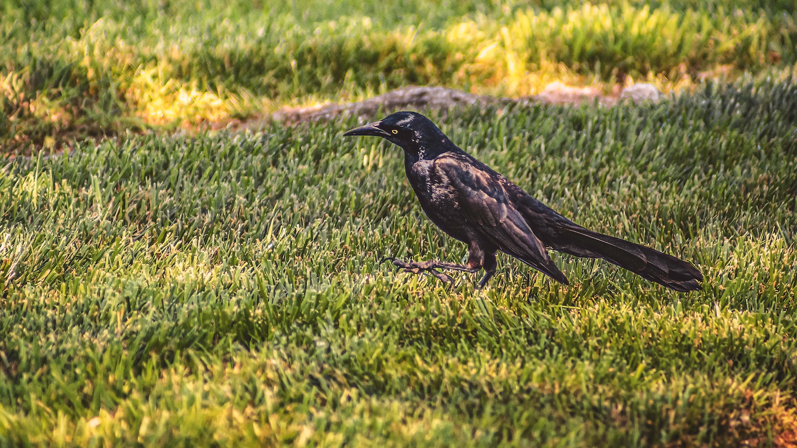 Creating an ​Avian Oasis: Tips⁤ for Maximizing ‍Bird-Friendly Sunflower Gardens