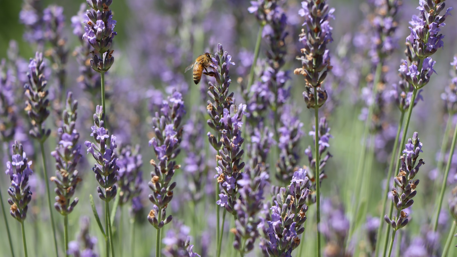 Boost ‌Your Herb Garden: Essential Seeds to Start in ‍February for Year-round Flavor