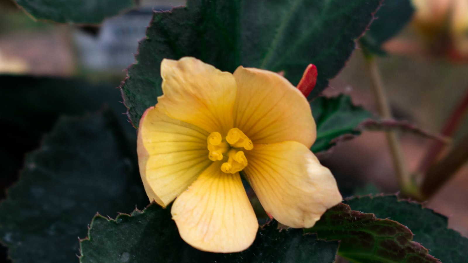 Recommendations for Incorporating Hibiscus Flowers into Your Bunny's Diet