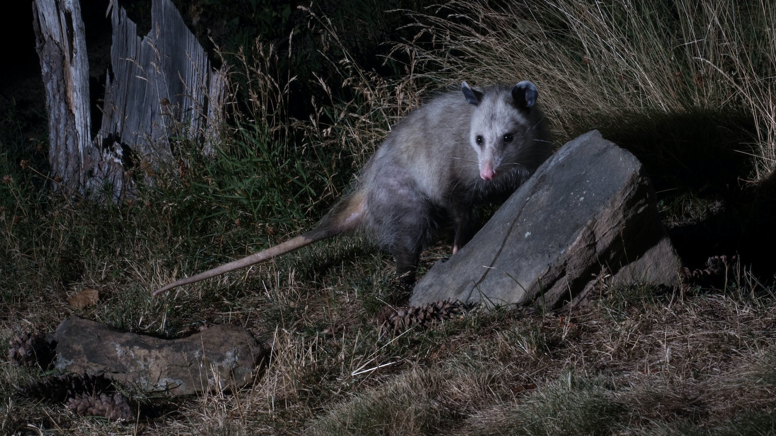 The Possum Predicament: How Sunflower Seeds Affect Their Health