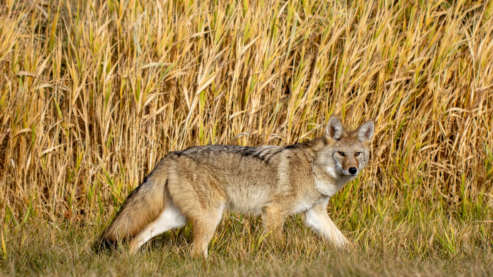 Tips for Encountering a Climbing Coyote: Safety Precautions and Appropriate Responses