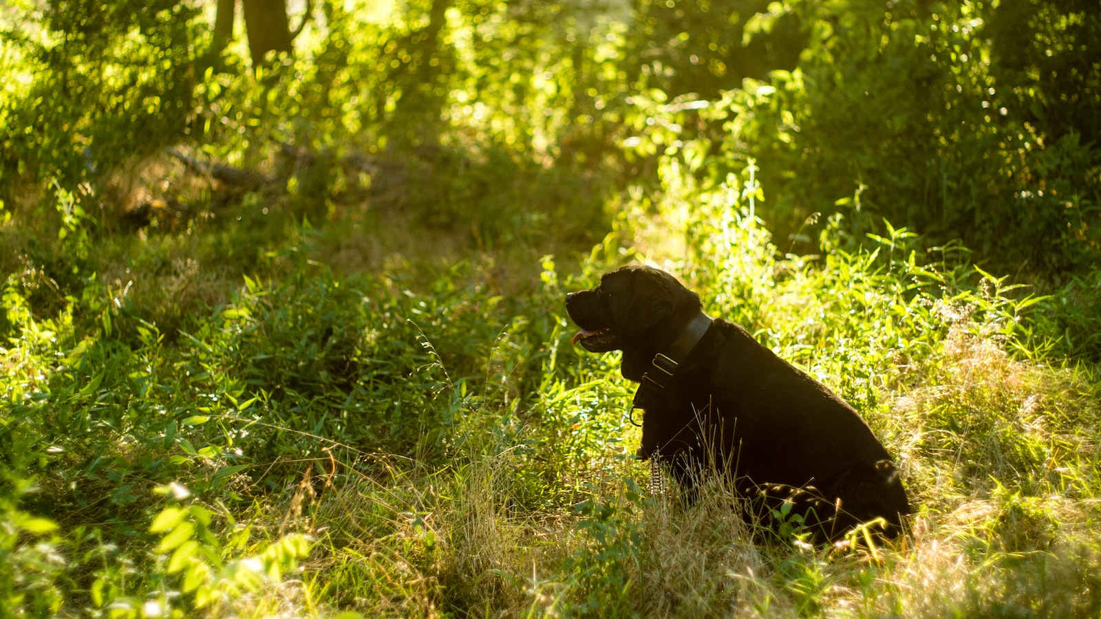 Companion Plants to Enhance Soil Fertility and Health