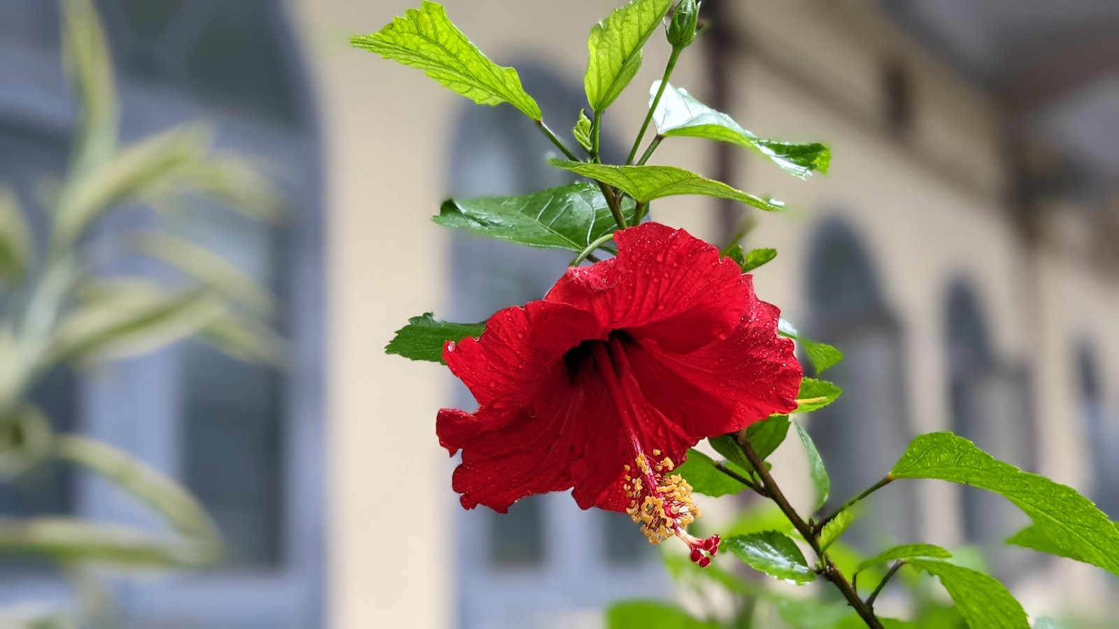 Exploring the Potential of Hibiscus Seed Pods: A Hidden Treasure of Possibilities