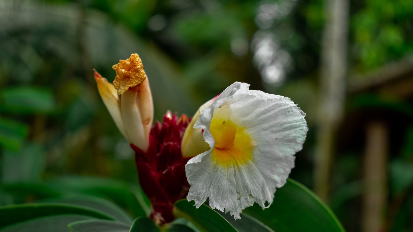 The Blooming Beauty: Unveiling the Definition of Mass Flowers