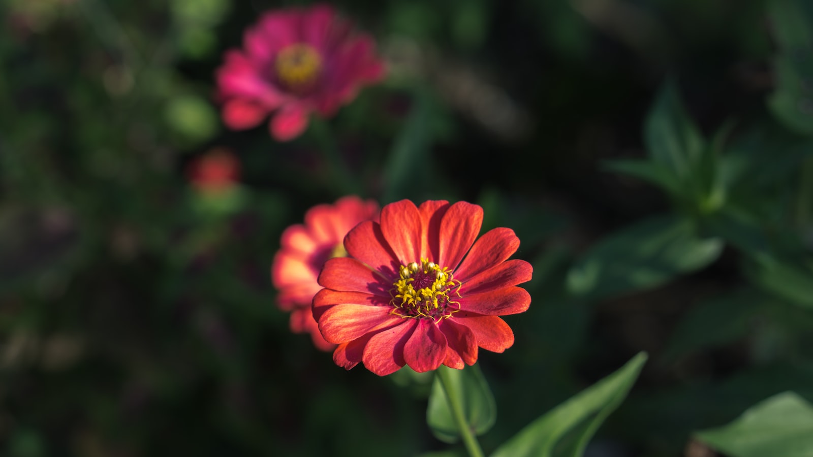 Zinnias in Missouri: A Comprehensive Guide to Ideal Planting Time