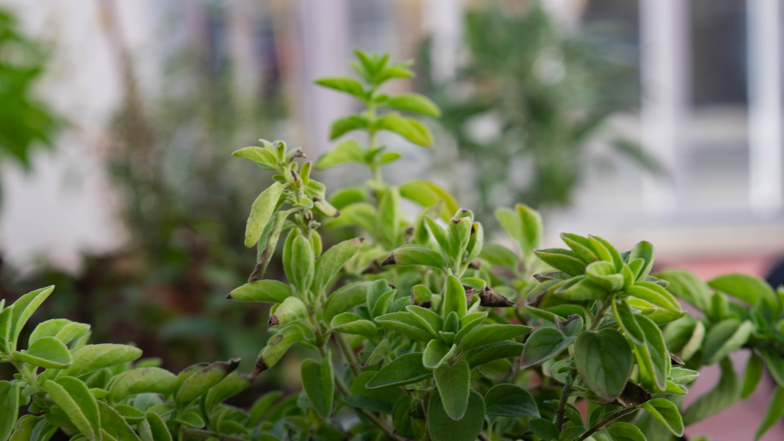 Choosing the Appropriate Plant Pot and Materials to Secure it