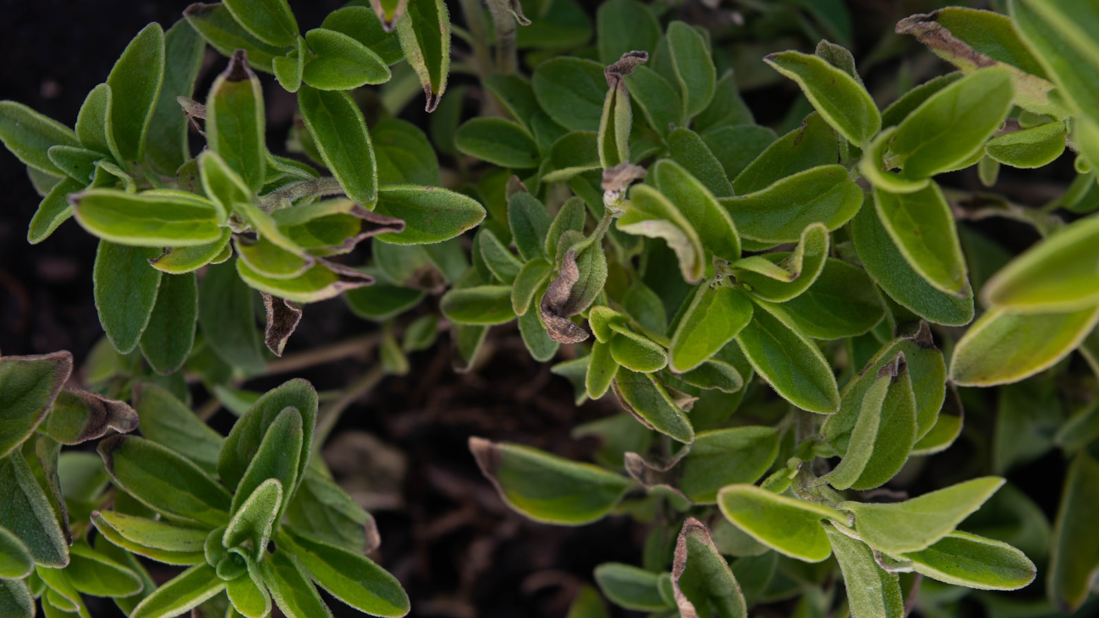 Choosing Alternatives to Dyed Mulch for Chicken Cooping